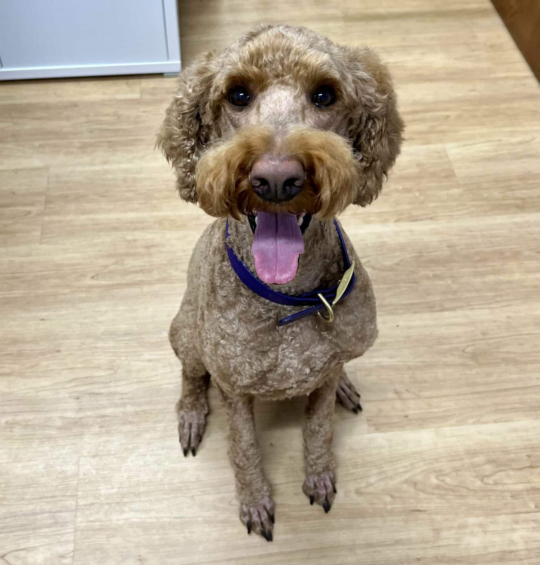 Ready to Support Your Pet’s Smile? Let’s Talk!