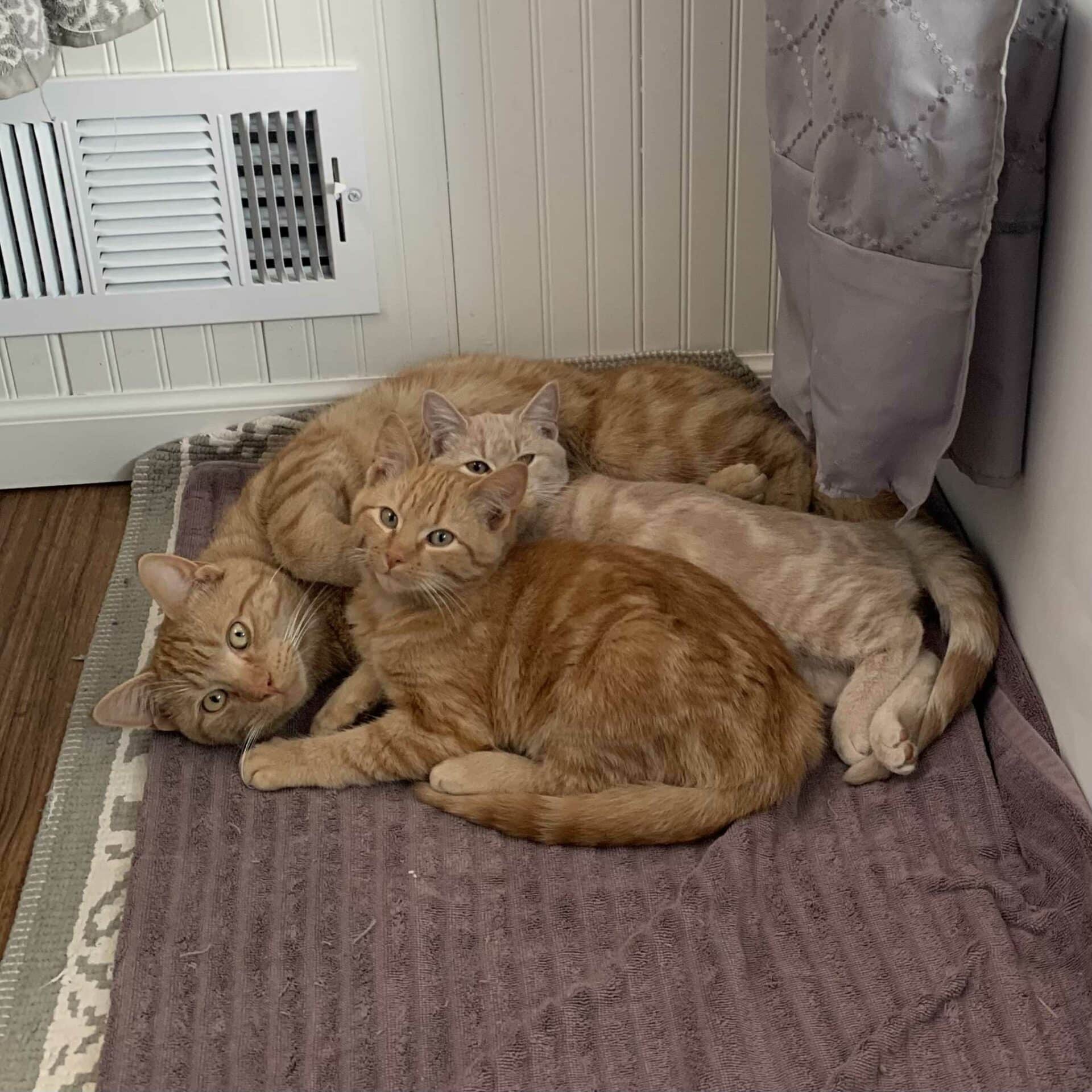 Take the Guesswork Out of Your Pet’s Health | Book an Internal Medicine Visit Today!